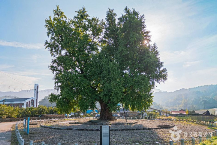 하멜_체류지와_강진_성동리_은행나무_4_공공1유형.jpg