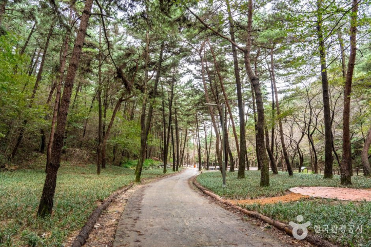 국립 희리산해송자연휴양림 여행 추천 - 메고지고
