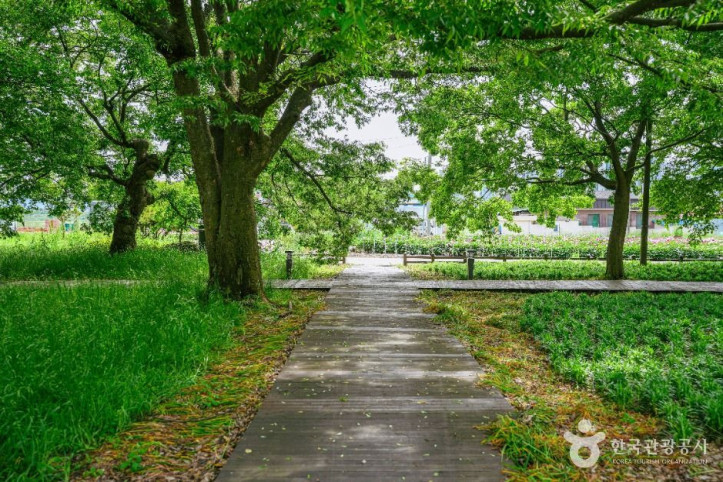 함평_향교리_느티나무·팽나무·개서어나무_숲_2_공공1유형.jpg