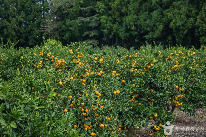 보메와산감귤체험농장_4_공공3유형.jpg