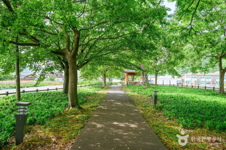 함평_향교리_느티나무·팽나무·개서어나무_숲_4_공공1유형.jpg