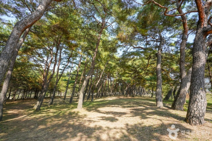 만송정_숲_7_공공3유형.jpg