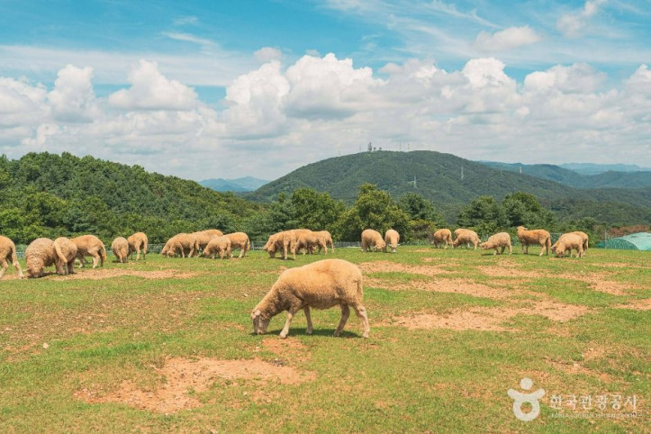 울산양떼목장_2_공공1유형.jpg
