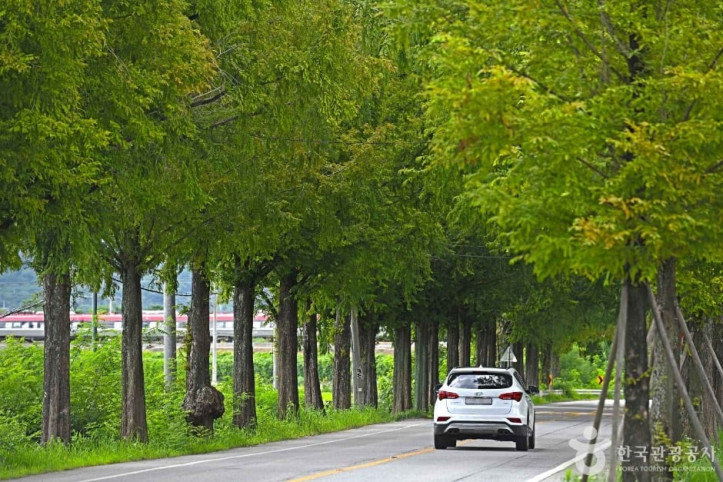 곡성_메타세쿼이아길_1_공공3유형.JPG