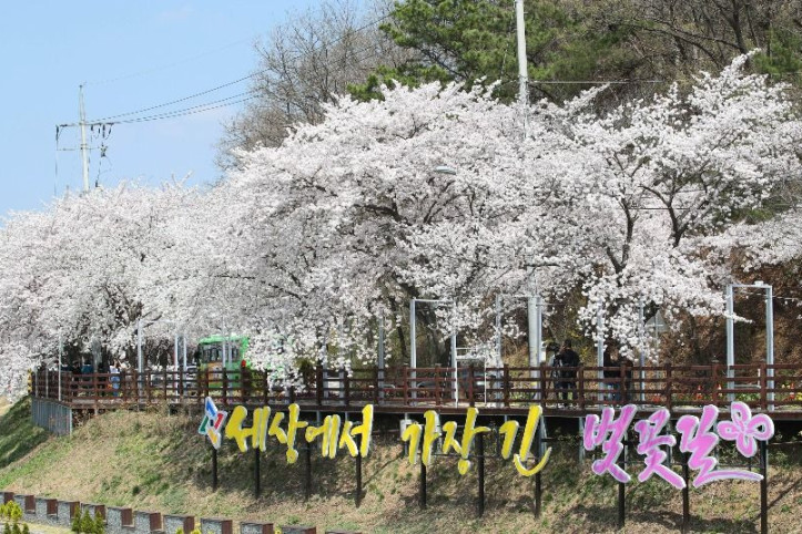 대청호_벚꽃길_2_공공3유형.jpg