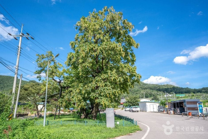 청송_홍원리_개오동나무_4_공공1유형.jpg