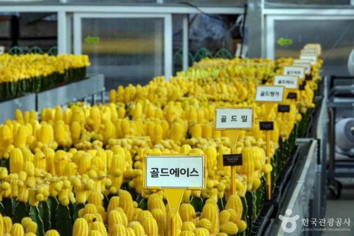 선인장다육식물연구소(구_선인장연구소)_6_공공3유형.JPG