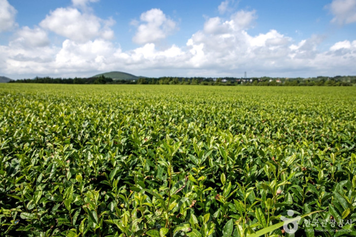 성읍녹차마을_10_공공1유형.jpg