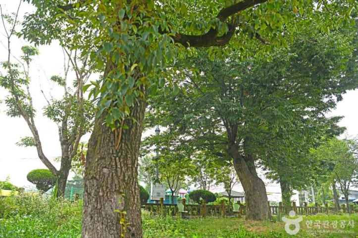진안_평지리_이팝나무_군_3_공공3유형.JPG