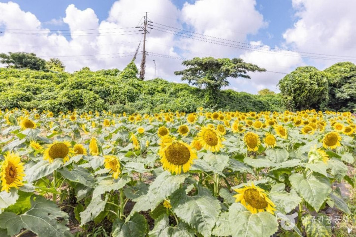 김경숙해바라기농장_6_공공1유형.jpg