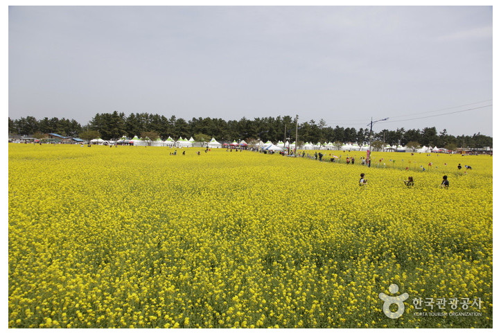 삼척_맹방유채꽃_마을_2_공공3유형.jpg