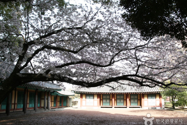 제주대_벚꽃길_5_공공3유형.jpg