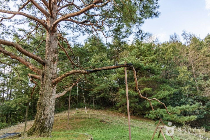 괴산_적석리_소나무_4_공공1유형.jpg