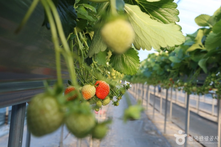 한사랑딸기체험농장_5_공공3유형.JPG