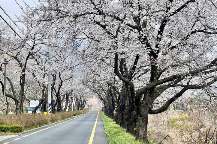 소양벚꽃길_3_공공3유형.jpg
