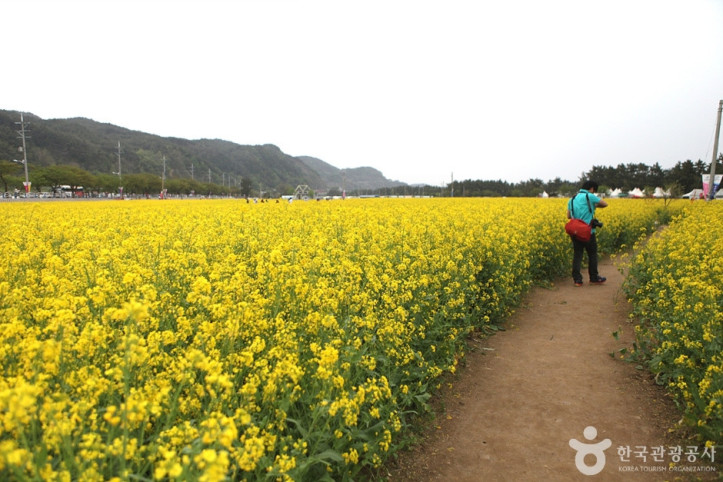 삼척_맹방유채꽃_마을_5_공공3유형.jpg