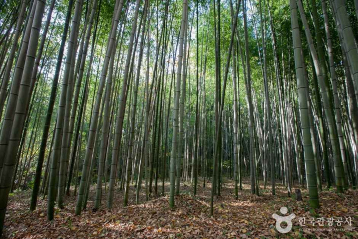 담양 소쇄원 여행 추천 - 메고지고