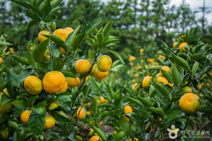 보메와산감귤체험농장_10_공공3유형.jpg