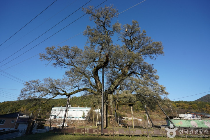함안_영동리_회화나무_2_공공3유형.jpg