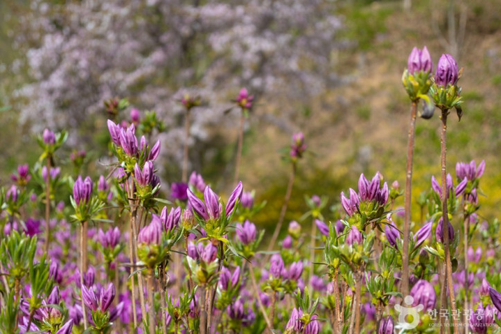 진달래동산_1_공공3유형.jpg