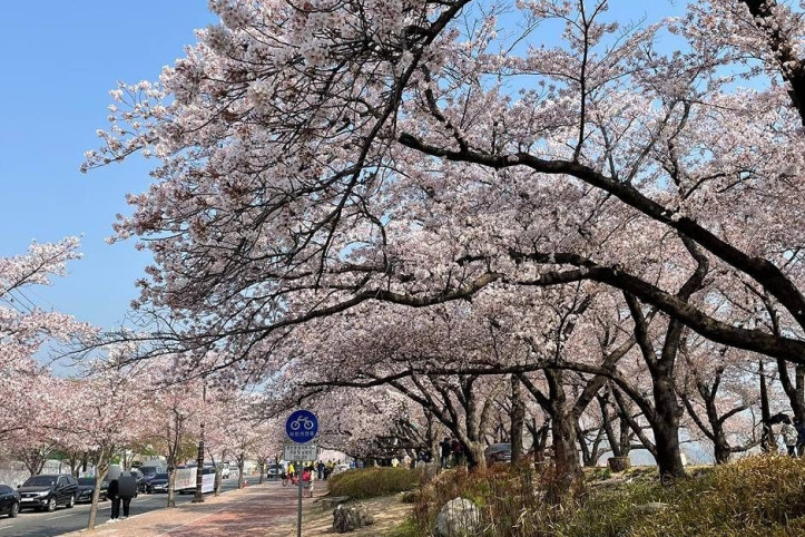 흥무로_벚꽃길_6_공공3유형.jpg