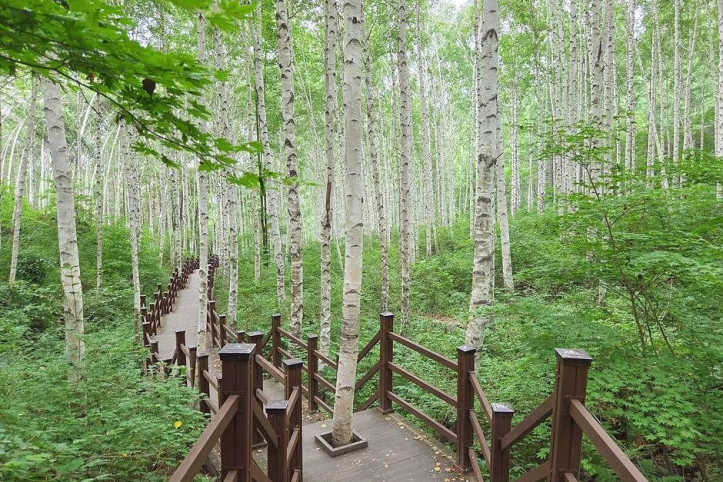 원대리_자작나무_숲_(속삭이는_자작나무_숲)_1_공공1유형.jpg