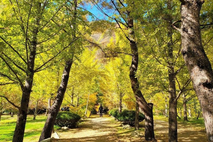 홍천_은행나무숲_5_공공3유형.jpg