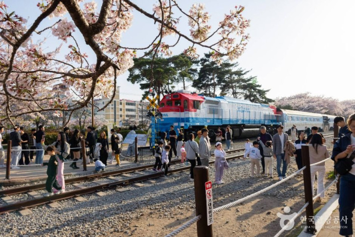 경화역_벚꽃길_3_공공1유형.jpg