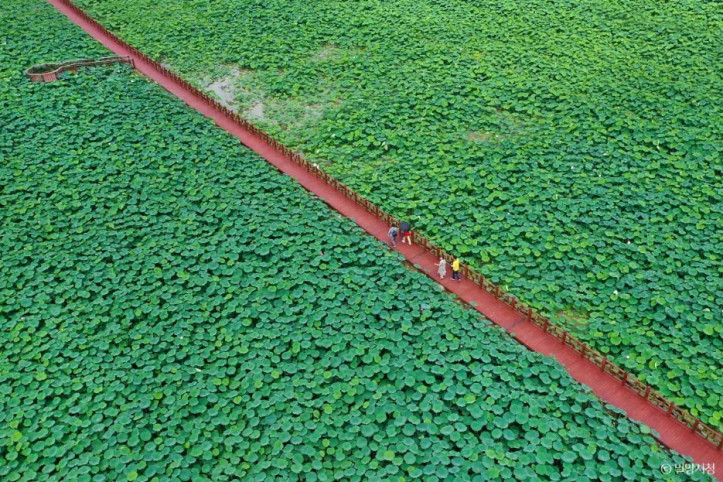 밀양연꽃단지_2_공공3유형.jpg