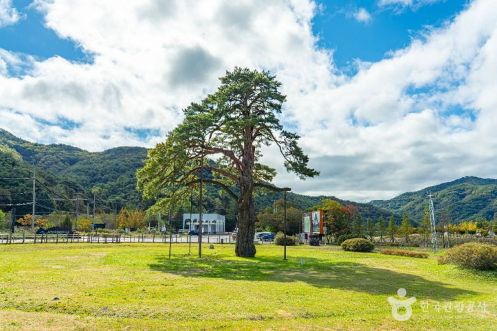 보은_속리_정이품송_7_공공1유형.jpg