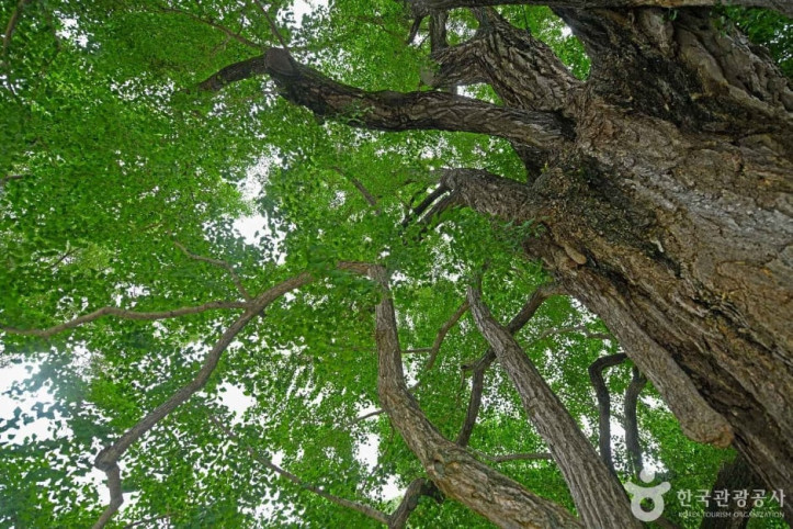 화순_야사리_은행나무_2_공공3유형.JPG