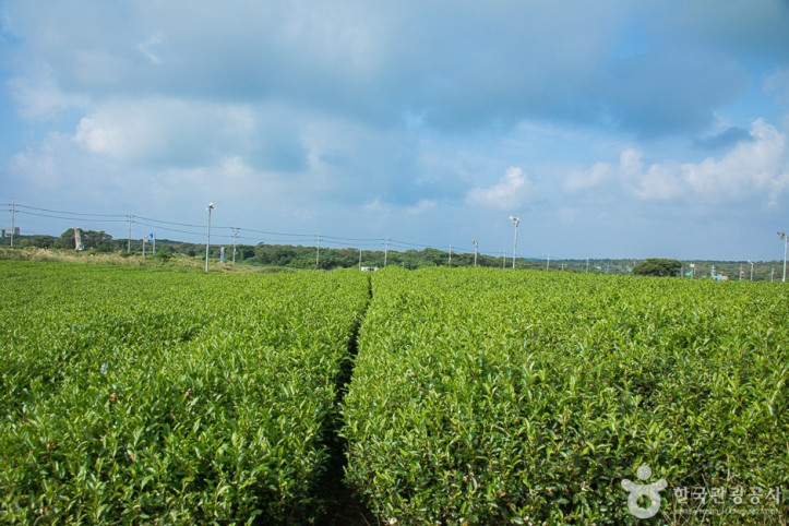 서광차밭_1_공공3유형.jpg