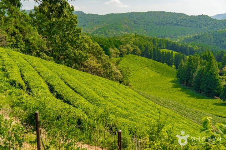 한국차문화공원_9_공공1유형.jpg