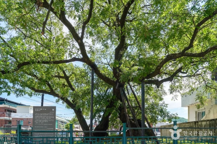 의성읍_도서동의_회나무_3_공공1유형.jpg