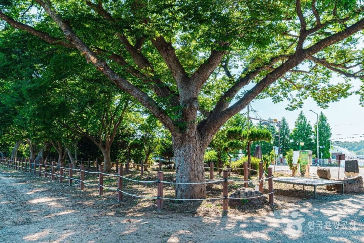 무안_청천리_팽나무와_개서어나무_숲_4_공공1유형.jpg