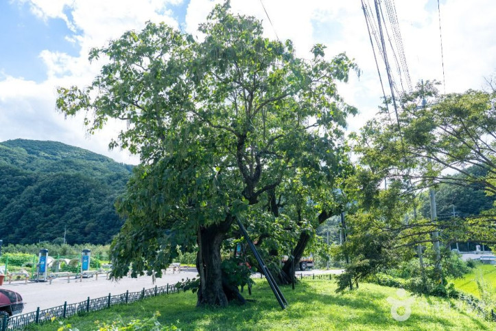 청송_홍원리_개오동나무_3_공공1유형.jpg