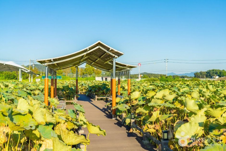 성호호수연꽃단지_5_공공1유형.jpg