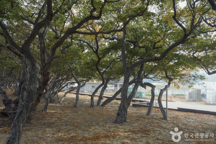 소사나무_군락지_4_공공3유형.jpg