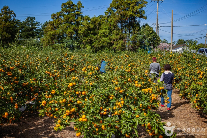 맛동산_감귤체험농장_1_공공3유형.jpg