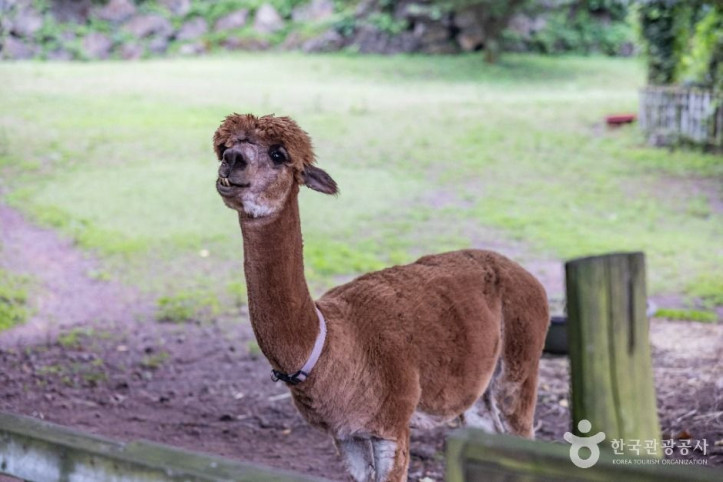 도치돌_알파카목장_2_공공1유형.jpg