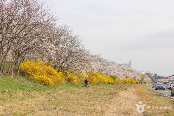 무심천_벚꽃_거리_6_공공1유형.jpg