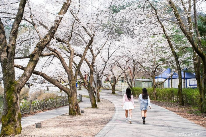 마이산_벚꽃길_1_공공3유형.jpg