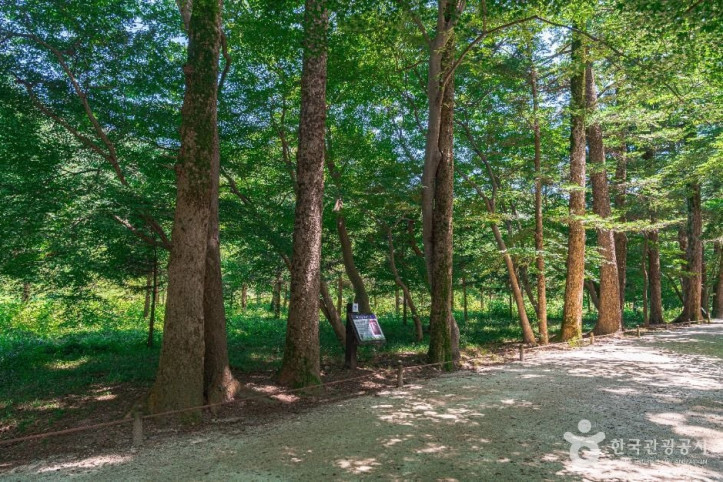 내소사_전나무_숲길_2_공공1유형.jpg