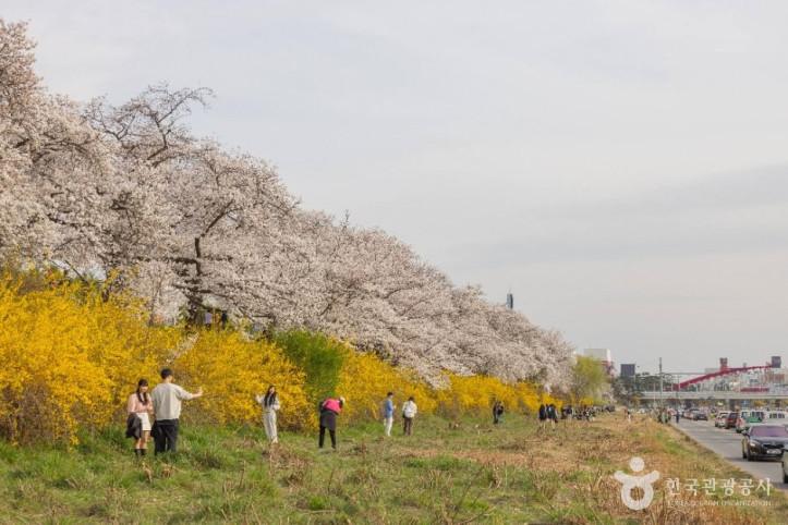 무심천_벚꽃_거리_5_공공1유형.jpg