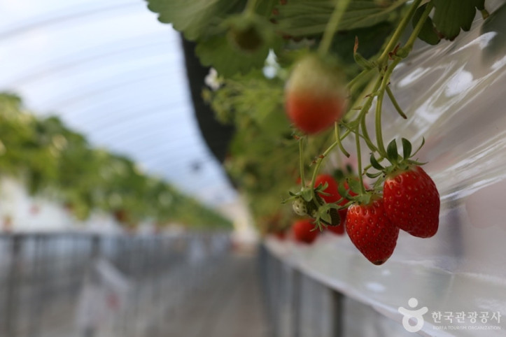 퇴촌_맛다냐_딸기_체험농장_6_공공3유형.JPG