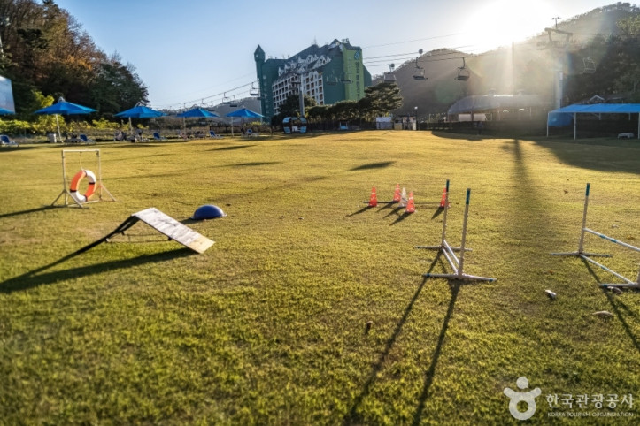 양지파인펫파크 여행 추천 - 메고지고