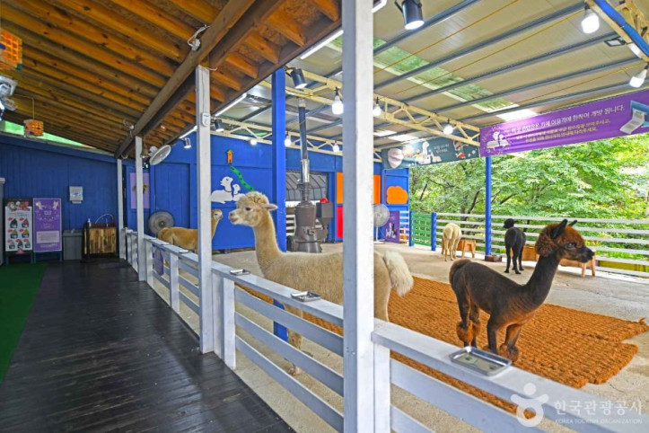 알파카_체험카페_마추픽추_5_공공3유형.JPG