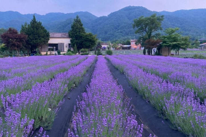 하늬라벤더팜_2_공공3유형.JPG