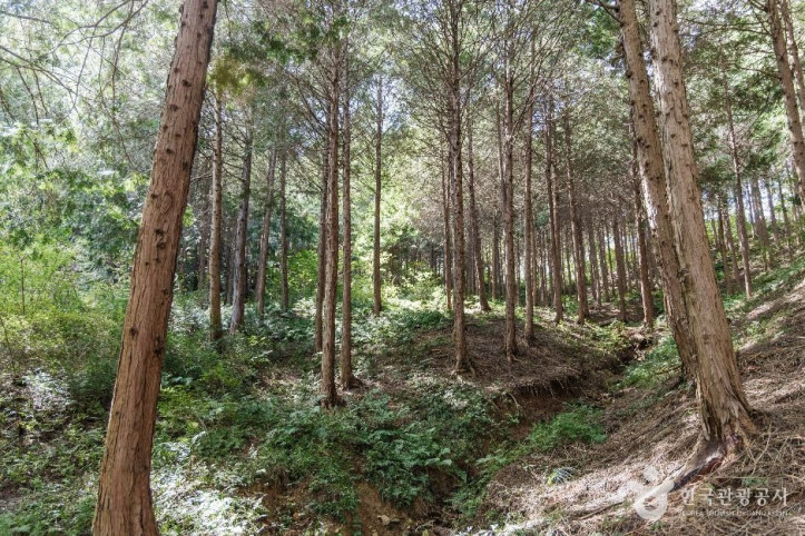 두동편백나무숲_1_공공1유형.jpg