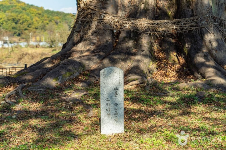 안동_사신리_느티나무_1_공공1유형.jpg